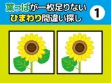 葉っぱが一枚足りないひまわり間違い探し（1）